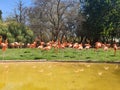 Scenic shot of a flock of American flamingos by a pond in a wildlife reserve