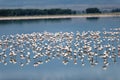 Scenic shot of a flock of flamingo's in a lake Royalty Free Stock Photo