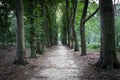 Scenic shot of a footpath surrounded with high and green trees in a forest Royalty Free Stock Photo