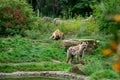 Scenic shot of furry spotted hyenas in their habitat surrounded by greenery in a zoo