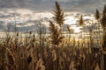 Scenic shot of a golden wheat field with the evening sunset illuminating behind the clouds