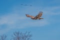 Scenic shot of a goshawk flying in the air with the blue sky in the background