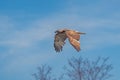 Scenic shot of a goshawk flying in the air with the blue sky in the background