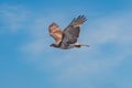 Scenic shot of a goshawk flying in the air with the blue sky in the background