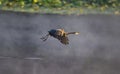 Scenic shot of a Great Blue Heron bird flying close to a lake with a thin fog Royalty Free Stock Photo