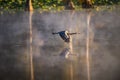 Scenic shot of a Great Blue Heron bird flying close to a lake with a thin fog Royalty Free Stock Photo