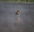 Scenic shot of a Great Blue Heron bird flying close to a lake with a thin fog Royalty Free Stock Photo