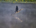 Scenic shot of a Great Blue Heron bird flying close to a lake with a thin fog Royalty Free Stock Photo