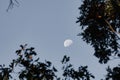 Scenic shot of the half moon against the blue sky background over the tree branches Royalty Free Stock Photo