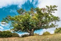 Scenic shot of a lonely tree against a blue sky background Royalty Free Stock Photo