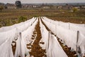 Scenic shot of Meursault during winter. Vines covered by white fabric to prevent frostbite