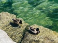 Scenic shot of a pair of ducks swimming in clear blue water