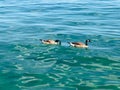 Scenic shot of a pair of ducks swimming in clear blue water