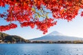 Scenic shot of red maple leaves against the view of Mount Fuji in Japan on a sunny day Royalty Free Stock Photo