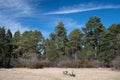 scenic shot of a row of conifers growing tall against a blue sky with wispy white clouds. In the foreground is dry grass on which Royalty Free Stock Photo