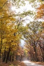 Scenic shot of a rural dirt road winding through autumn woods