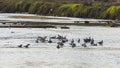 Scenic shot of seagulls standing together in the lake Royalty Free Stock Photo