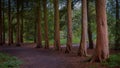 Scenic shot of tall old green trees lining a forest trail Royalty Free Stock Photo