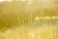 Scenic shot of thin plants in a field under the bright sunbeams, cool for background