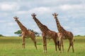 Scenic shot of three large giraffes in the Grumeti Game Reserve in Serengeti, Tanzania Royalty Free Stock Photo