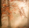 Scenic shot of trees in a foggy forest giving a heavenly effect