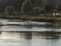 Scenic shot of waterfowls peacefully swimming through the water Royalty Free Stock Photo