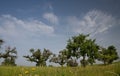 Scenic shot of a wild orchard with green fruit trees in summer. The sky in the background is blue with wispy white clouds. In the Royalty Free Stock Photo