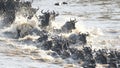 Scenic shot of wildebeests crossing a river in the season of migration in Africa