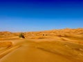 Scenic shot of yellow sand in a desert and some green plants under the blue sky Royalty Free Stock Photo