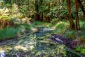Scenic small creek in Redwoods forest near Rotorua