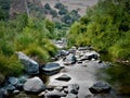 Scenic small river in forest