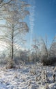 scenic snow covered forest in winter/Snowy fir trees in winter f