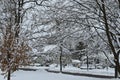 Scenic Snow Covered Trees