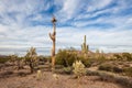 Scenic Sonoran Desert landscape with cactus in Arizona Royalty Free Stock Photo