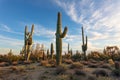 Sonoran Desert landscape with cactus in Phoenix, Arizona Royalty Free Stock Photo