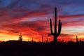 Saguaro Cactus silhouettes at sunset in the Arizona desert Royalty Free Stock Photo