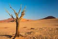 The scenic Sossusvlei and Deadvlei, clay and salt pan with braided Acacia trees surrounded by majestic sand dunes. Namib Naukluft Royalty Free Stock Photo