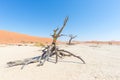 The scenic Sossusvlei and Deadvlei, clay and salt pan with braided Acacia trees surrounded by majestic sand dunes. Namib Naukluft Royalty Free Stock Photo