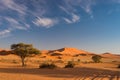 The scenic Sossusvlei and Deadvlei, clay and salt pan with braided Acacia trees surrounded by majestic sand dunes. Namib Naukluft Royalty Free Stock Photo