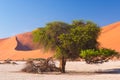 The scenic Sossusvlei and Deadvlei, clay and salt pan with braided Acacia trees surrounded by majestic sand dunes. Namib Naukluft Royalty Free Stock Photo