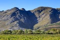 A Scenic South African Vineyard Royalty Free Stock Photo