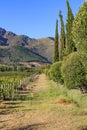 A Scenic South African Vineyard Royalty Free Stock Photo