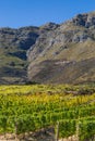 A Scenic South African Vineyard Royalty Free Stock Photo