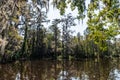 Scenic South Carolina swamp vista near Charleston