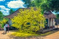 Scenic spring house morning with apricot trees bloom in front of attracting people to wish a happy Lunar New Year Royalty Free Stock Photo