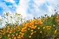 Scenic spring landscape of bright orange vibrant vivid golden California poppies, seasonal native plantset against clouds and sky