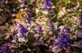 Bright butterfly and spring blossoming cornflowers Royalty Free Stock Photo