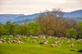 Scenic spring rural landscape with sheep pasturage on foreground in Sapanta village, Maramures, Romania