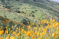 Scenic spring landscape of bright orange vibrant vivid golden California poppies, seasonal native plant set against clouds and sky