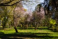 Scenic springtime view of beautiful cherry trees in blossom Royalty Free Stock Photo